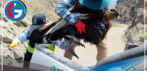 Puno: rescatan y brindan atención a cóndor andino hallado