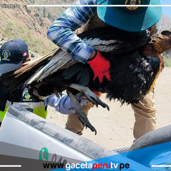 Puno: rescatan y brindan atención a cóndor andino hallado
