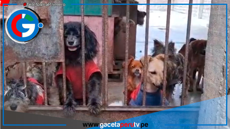 Envenenan a perros de albergue en Carabayllo por negarse a pagar