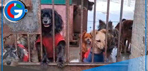 Envenenan a perros de albergue en Carabayllo por negarse a pagar