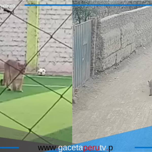 Puma avanza por las calles de Chincha: Serfor inicia operativo de captura