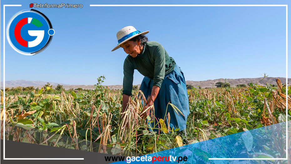 Seguro agrícola te compensa con S/ 800 por hectárea