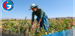 Seguro agrícola te compensa con S/ 800 por hectárea 