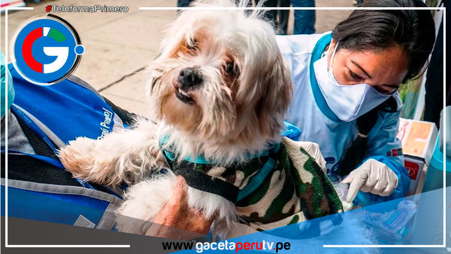 Hoy viernes 22 se lanzará campaña de vacunación antirrábica canina