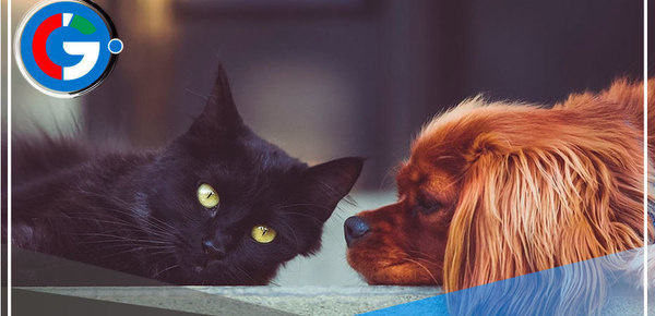 Proponen dar licencia laboral por fallecimiento de mascotas 