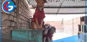 Sedapal en la Mira: Albergue de Perros en Carabayllo Asegura Pagos Exorbitantes por Servicio