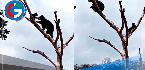 Osa Lola enseña a su cría a trepar árboles en Lambayeque