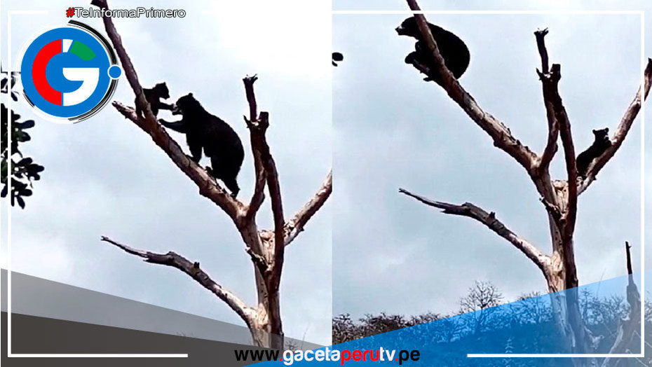 Osa Lola enseña a su cría a trepar árboles en Lambayeque