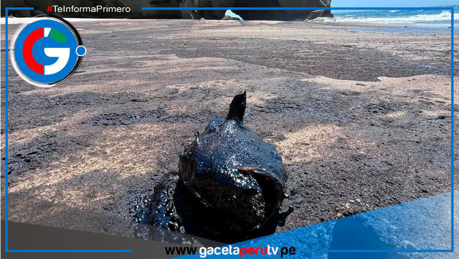 Derrame de petróleo afecta biodiversidad en playa de Lobitos en Piura