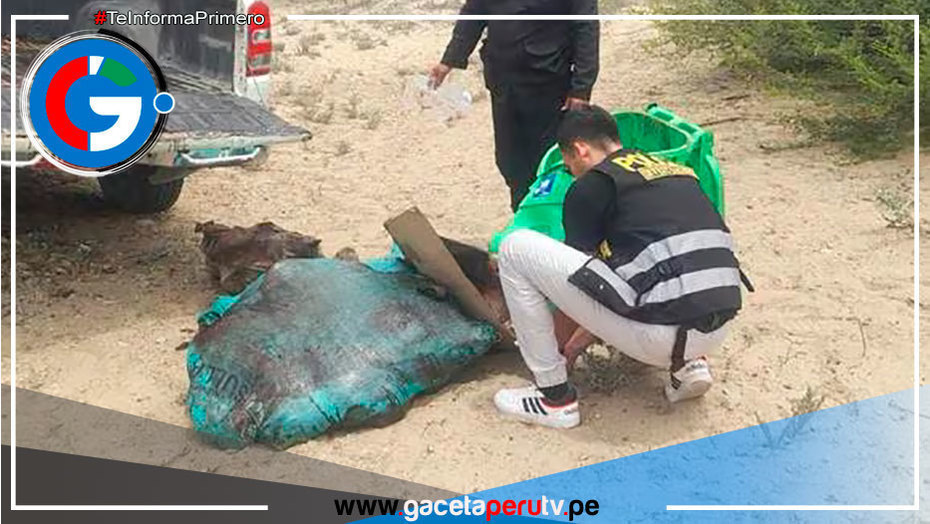 En Piura incautan más de 200 kilos de carne de burro y caballo