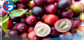 Perú sorprende al mundo con la fruta más rica en vitamina C, 10 veces más que la naranja