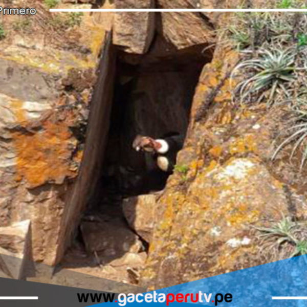 En el sur de Ayacucho encuentran el primer nido de cóndores 