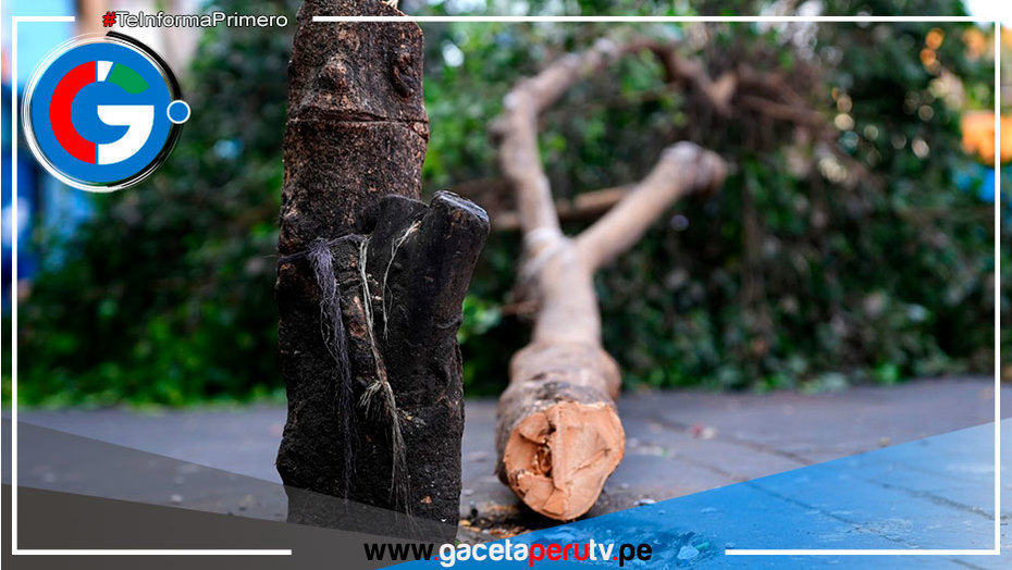 Hombre deberá pagar S/2,500 soles por talar árbol en La Victoria