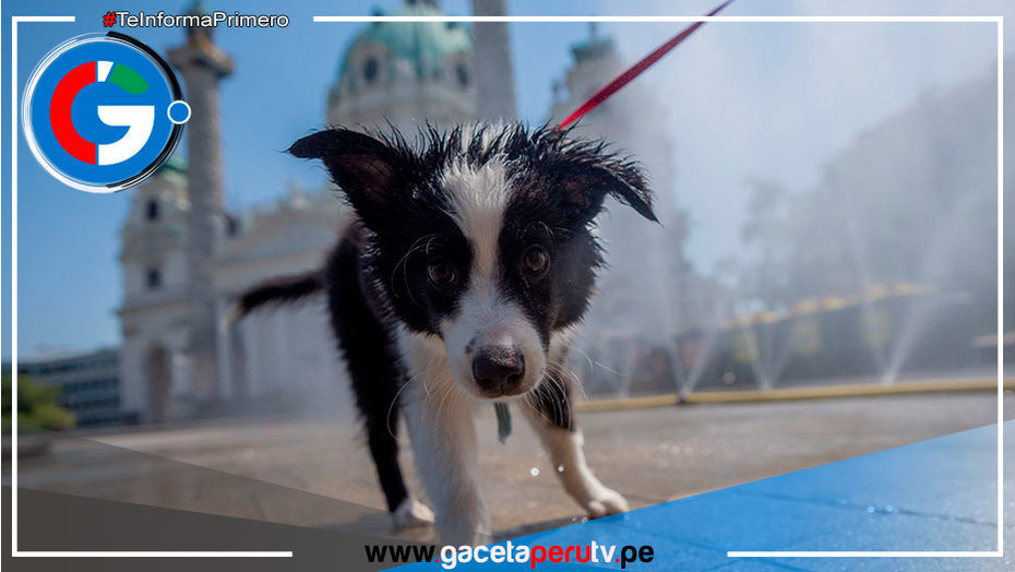 ¡Gatos y perros también sufren con ola de calor!