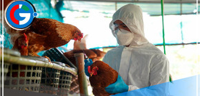 ¡Alerta! Gripe aviar en La Libertad: detectan brote en granja de gallinas