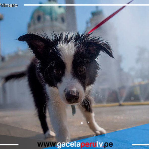 ¡Gatos y perros también sufren con ola de calor!