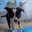 ¡Gatos y perros también sufren con ola de calor!
