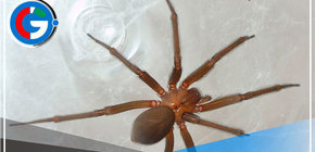 SMP: Brindan  atención oportuna a paciente mordido por araña viuda negra