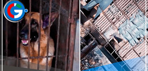 Perros de la brigada canina de la PNP viven en Condiciones Precarias