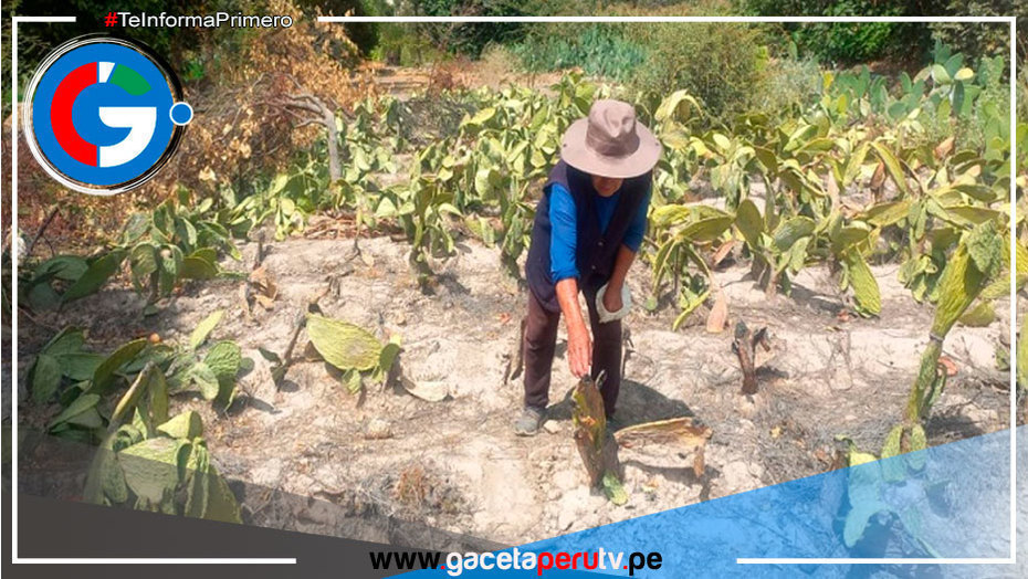 Arequipa: más de 90 agricultores afectados tendrán Seguro Agrario Catastrófico