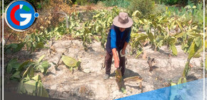 Arequipa: más de 90 agricultores afectados tendrán Seguro Agrario Catastrófico