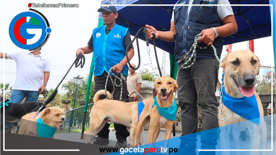 Surco: 52 perros y 5 gatos esperan ser parte de tu familia