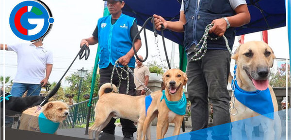 Surco: 52 perros y 5 gatos esperan ser parte de tu familia 