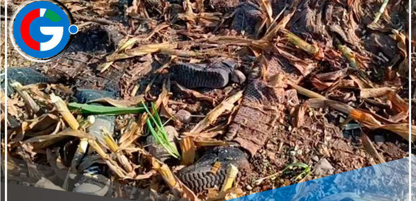 Hallan restos óseos de madre e hija entre maíz triturado