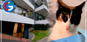 Surco: Excandidata a la alcaldía es denunciada por lanzar gatitos desde un edificio