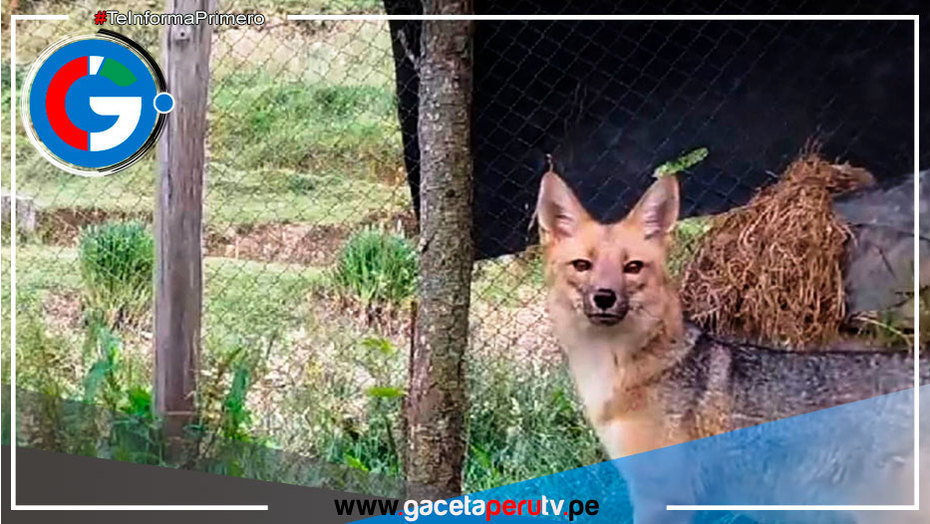 Cajamarca: Run Run cumple 2 años en Granja Porcón