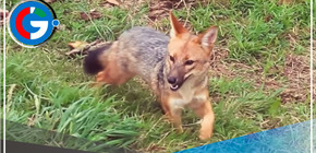El zorrito Run Run cumple dos años en el zoológico de Porcón en Cajamarca