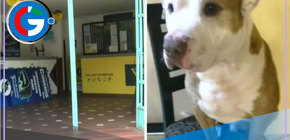 Perro muere asfixiado en bodega de bus