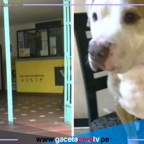 Perro muere asfixiado en bodega de bus