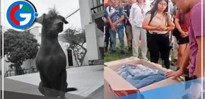 Estudiantes de la UNI exigen justicia por la muerte del perro peruano Dante