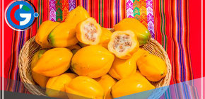 Puno: Productores de Sandia comercializan 55 toneladas de papayita andina 