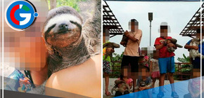 Osos perezosos explotados en Ucayali para selfies turísticas