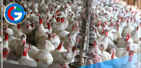 Nuevas medidas contra la Influenza Aviar en Perú