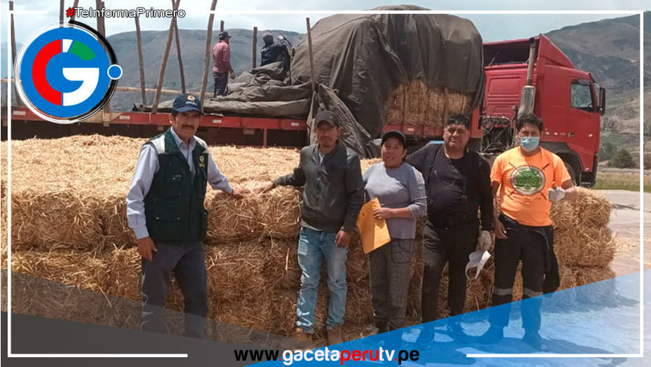 Arequipa: entregarán kits veterinarios para atender 25,000 llamas y alpacas