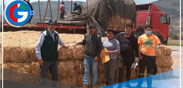 Arequipa: entregarán kits veterinarios para atender 25,000 llamas y alpacas 