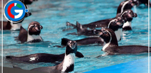 Parque de las Leyendas te invita a celebrar el Día Mundial del pingüino 