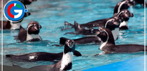 Parque de las Leyendas te invita a celebrar el Día Mundial del pingüino 