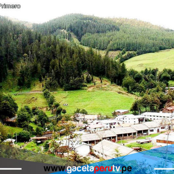 Cajamarca: desmienten avistamiento de un ejemplar de león