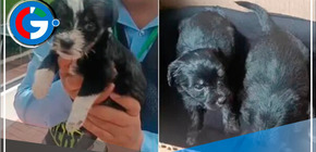 Albergue de San Isidro brindará refugio temporal a cachorros abandonados