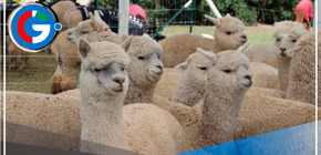 Un proyecto de Agro Rural impulsa la mejora genética de las alpacas  en Perú.