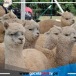 Un proyecto de Agro Rural impulsa la mejora genética de las alpacas  en Perú.