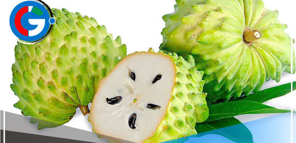 "La exportación de Guanábana se duplicó en 2022: ¿Qué la hace tan valiosa?"