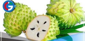 "La exportación de Guanábana se duplicó en 2022: ¿Qué la hace tan valiosa?"