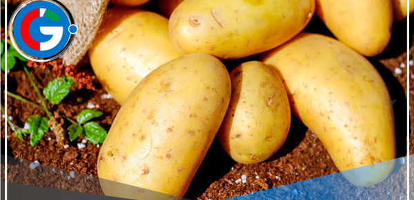 China lidera la producción mundial de papa