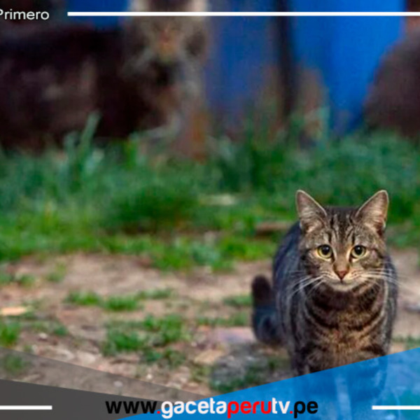  Siete gatos mueren en Chiclayo tras aparente envenenamiento