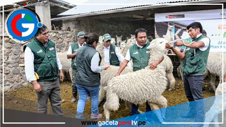 Arequipa: Construyen 450 cobertizos en zonas altas y entrega kits veterinarios